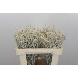 AMAR YEARMING DESERT