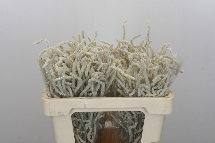 <h4>AMAR YEARMING DESERT</h4>