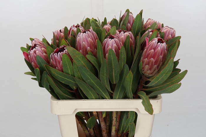 <h4>Protea Pink Ice</h4>