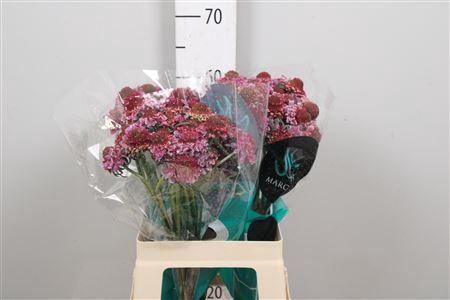 <h4>Scab At F Bicolor Pink Scoop</h4>