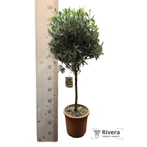 Olea europaea 26 bol op stam