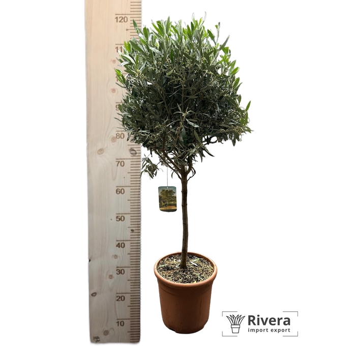 <h4>Olea europaea 26 bol op stam</h4>