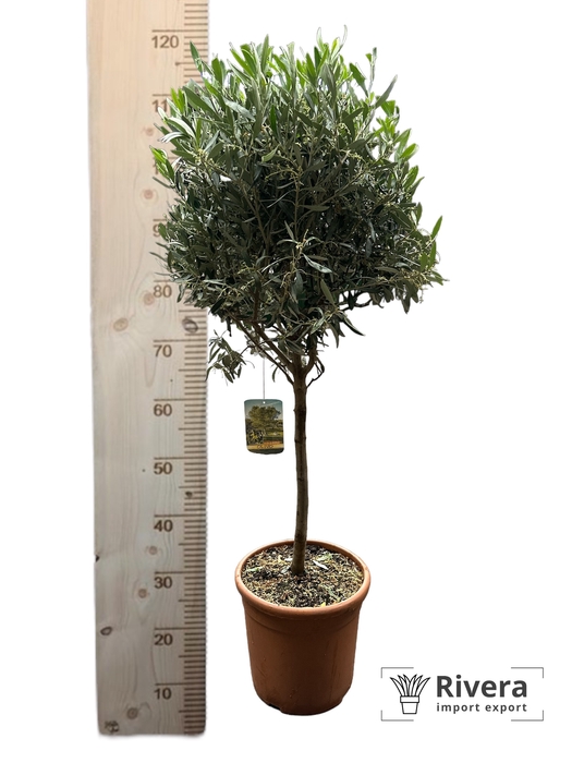 Olea europaea 26 bol op stam