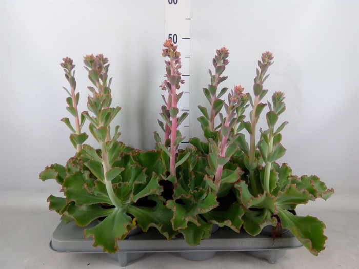 <h4>Echeveria   ...</h4>