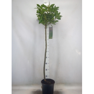 Laurus nobilis