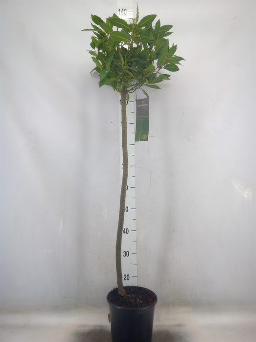 <h4>Laurus nobilis</h4>