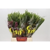 BQ Cape Greenmix