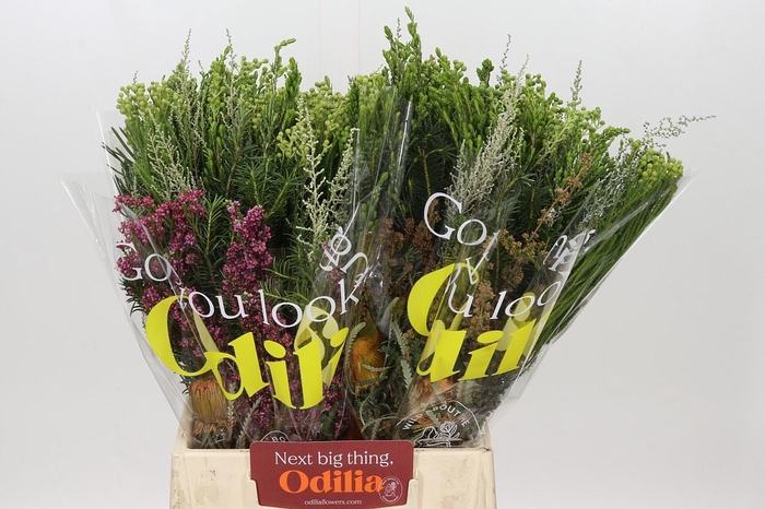 <h4>BQ Cape Greenmix</h4>