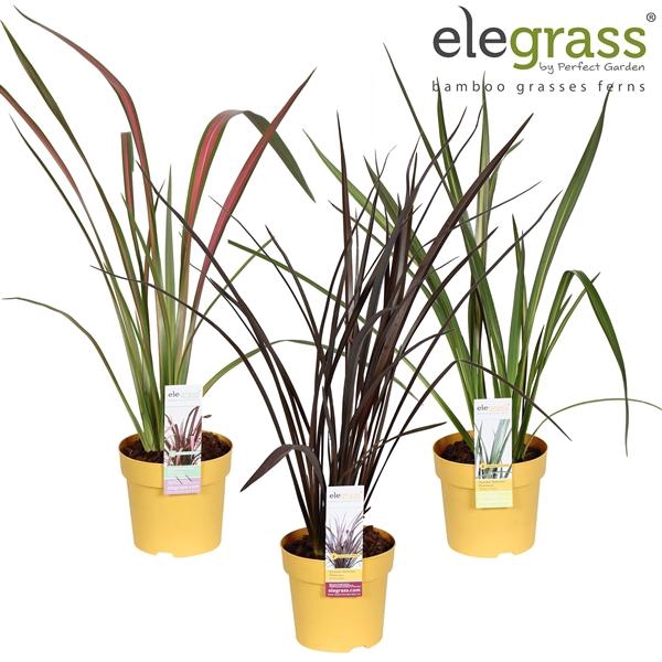 <h4>Phormium tenax</h4>