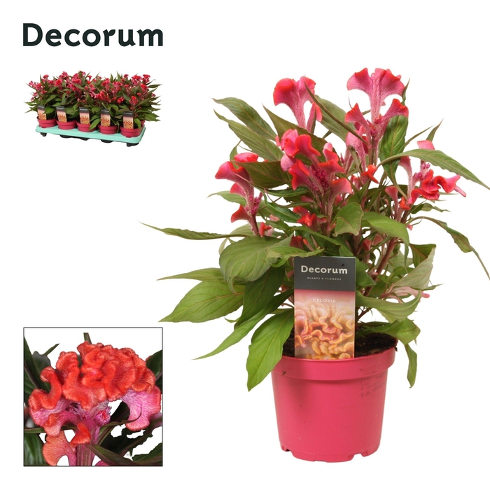 <h4>Celosia 'Hot Topic' Pink with label | Decorum</h4>