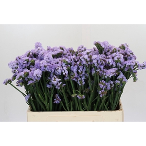 Limonium Donau Birds