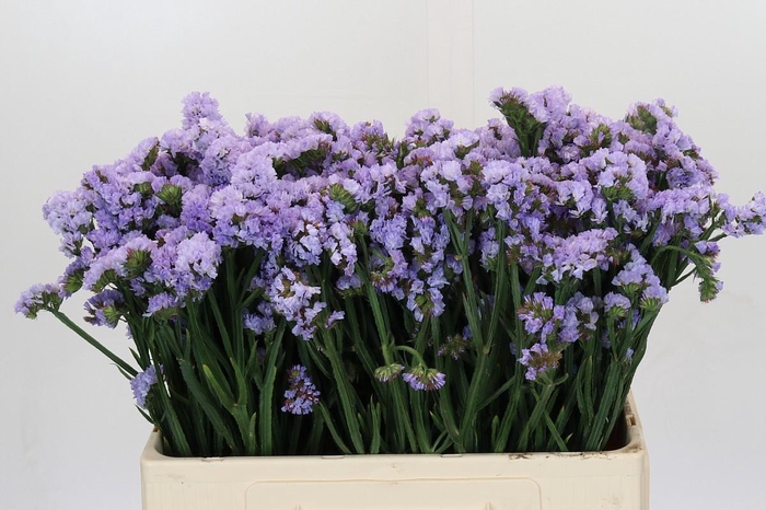 <h4>Limonium Donau Birds</h4>