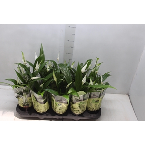 SPATHIPHYLLUM P11 MIN 5 HT COM FLOR
