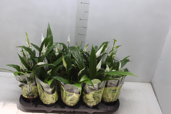 <h4>SPATHIPHYLLUM P11 MIN 5 HT COM FLOR</h4>