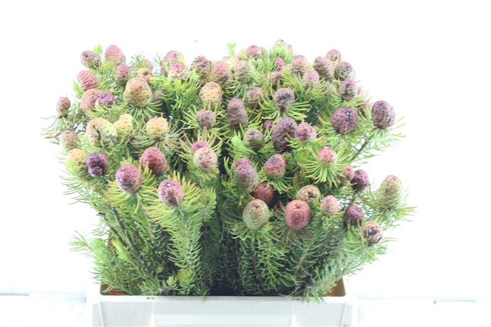 <h4>Kaaps Cumosum</h4>