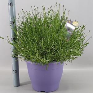 LAVANDULA ANG. ESSENCE PURPLE 26 CM