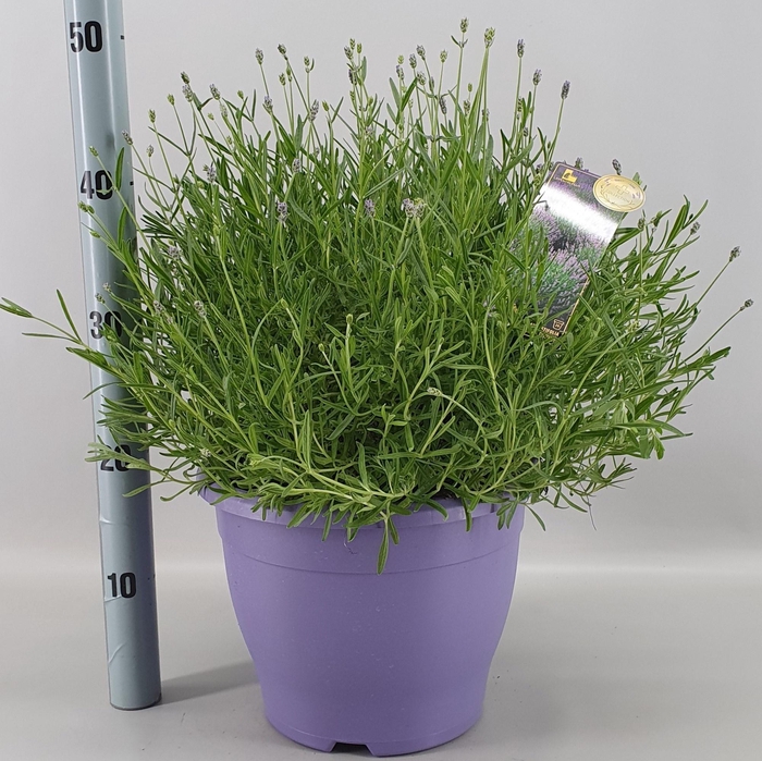 <h4>LAVANDULA ANG. ESSENCE PURPLE 26 CM</h4>