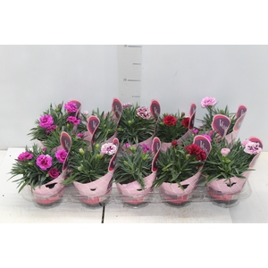 DIANTHUS DOBRADO P11