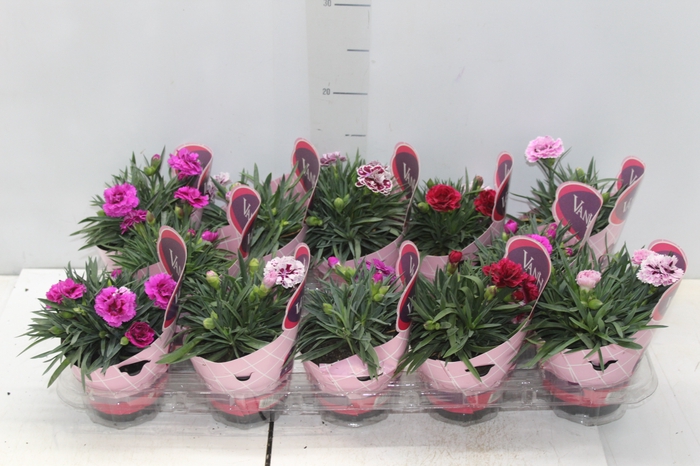 DIANTHUS DOBRADO P11