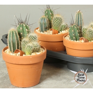 ARR CACTUS