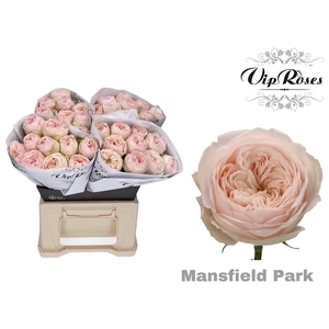 R KL MANSFIELD PARK