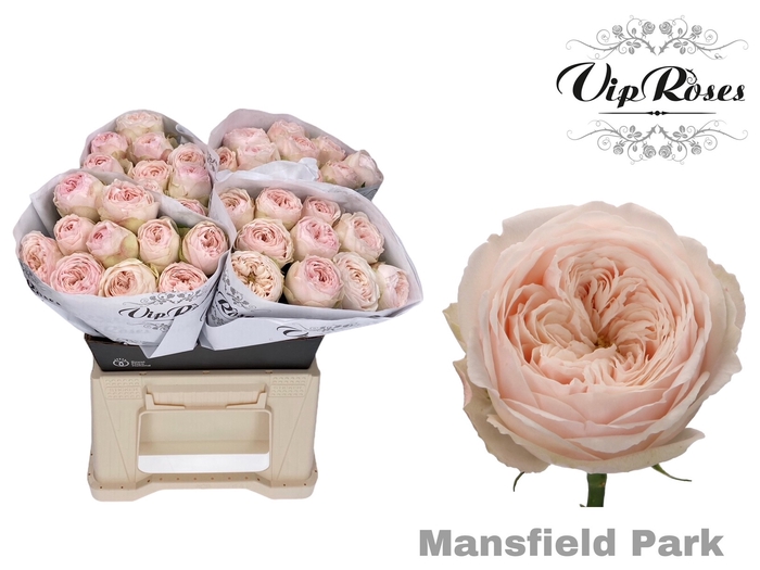 R KL MANSFIELD PARK