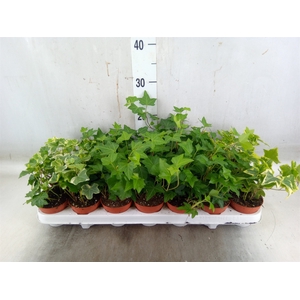 Hedera   ...mix
