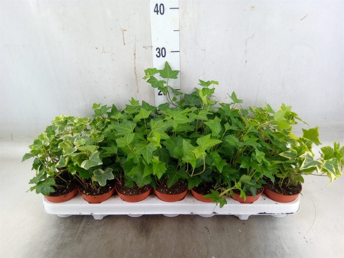 <h4>Hedera   ...mix</h4>