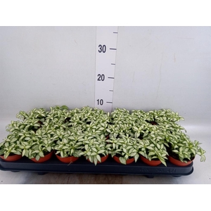 Fittonia  'Mosaic White Forest Fla'