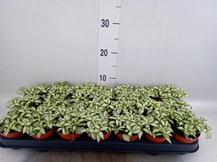 <h4>Fittonia  'Mosaic White Forest Fla'</h4>