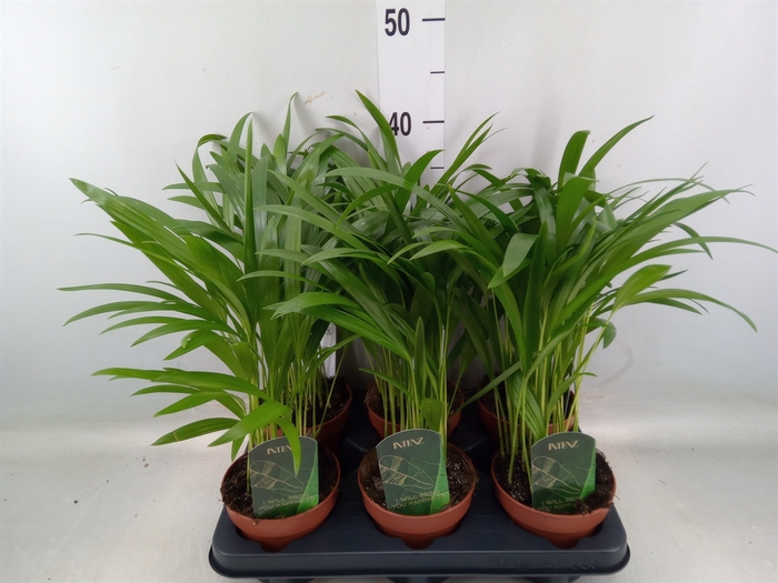 <h4>Dypsis lutescens   ...Chrysalidoca</h4>