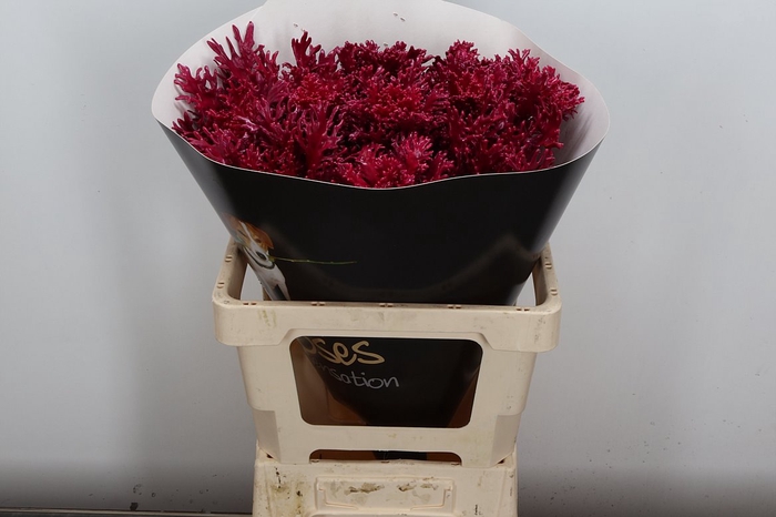 <h4>Brassica Wx (spider) Cerise</h4>