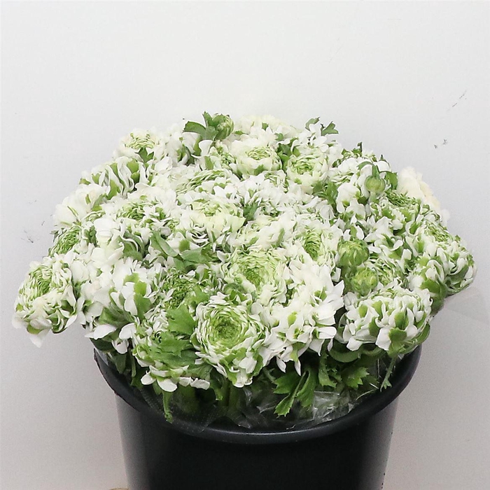 <h4>Ran Ponpon Igloo Green White Extra</h4>