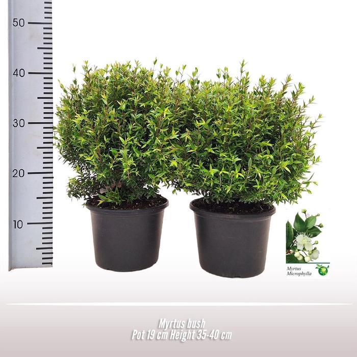 <h4>Myrtus communis</h4>