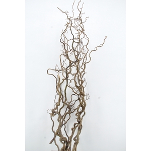 CORYL AV CONTORTA 2 JARIG 200CM