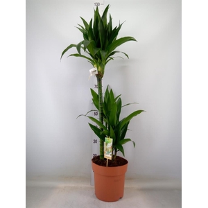 Dracaena frag. 'Janet Craig'