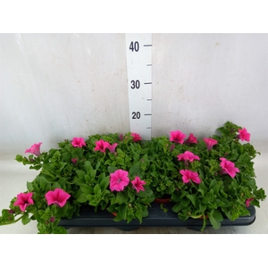 Petunia  'Surfinia Hot Pink'