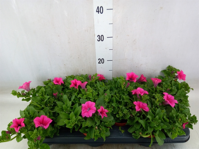 <h4>Petunia  'Surfinia Hot Pink'</h4>