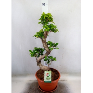 Ficus microcarpa 'Ginseng'