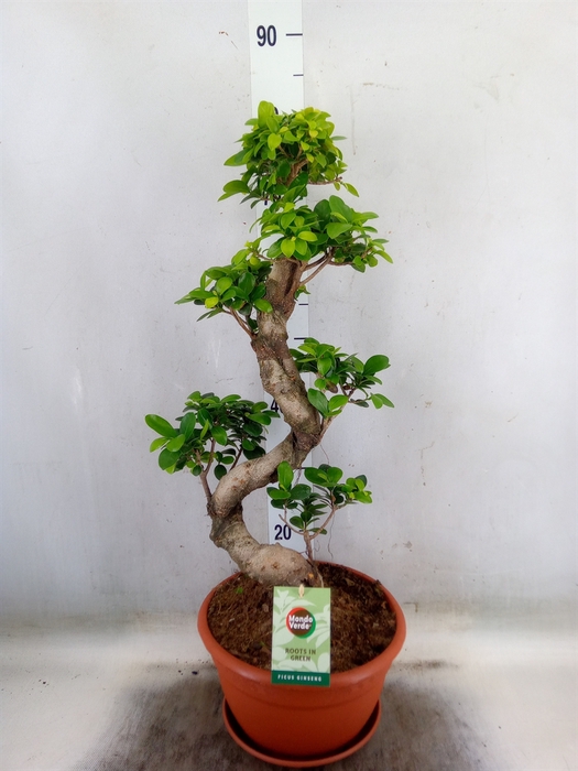 <h4>Ficus microcarpa 'Ginseng'</h4>