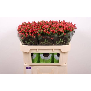 HYP TOMATO FLAIR