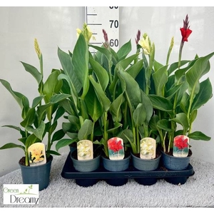 CANNA CANNOVA GEM