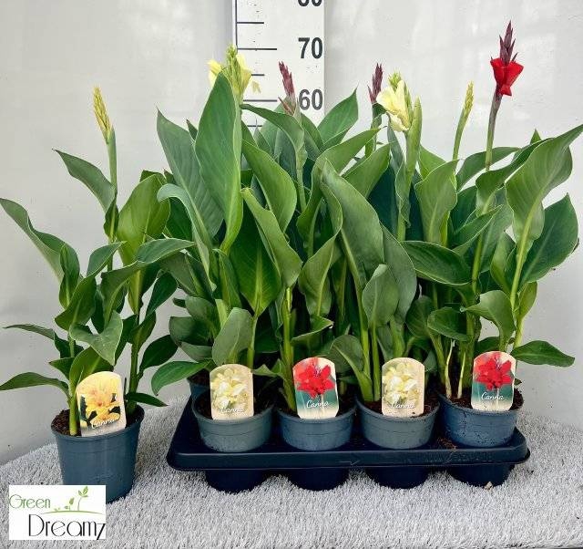 <h4>CANNA CANNOVA GEM</h4>