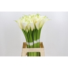 Zantedeschia Eydolls White