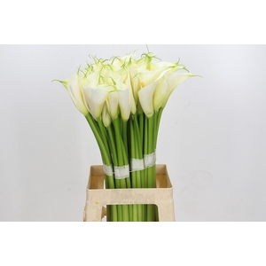 Zantedeschia Eydolls White