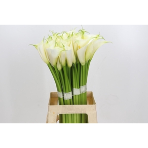 Zantedeschia Eydolls White