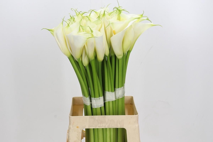 Zantedeschia Eydolls White