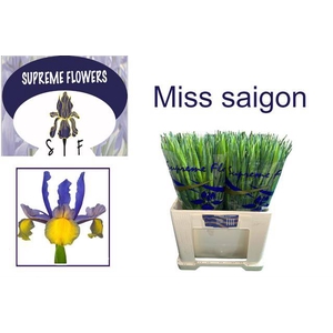 IRIS MISS SAIGON