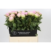 Paeonia Dinner Plate