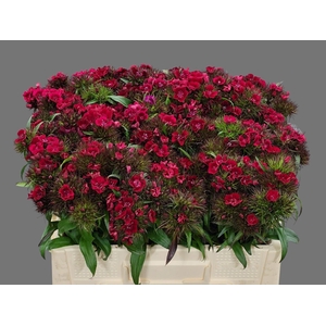 DI BARB B DIEP ROOD